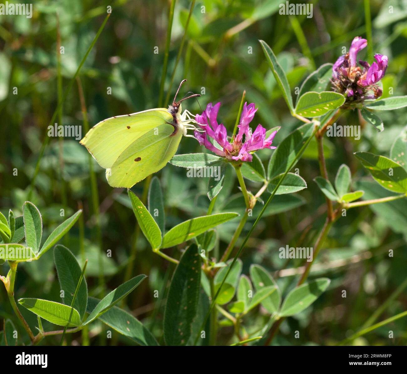 GENOPTERYX RHAMNI  the common Brimstone butterfly Stock Photo