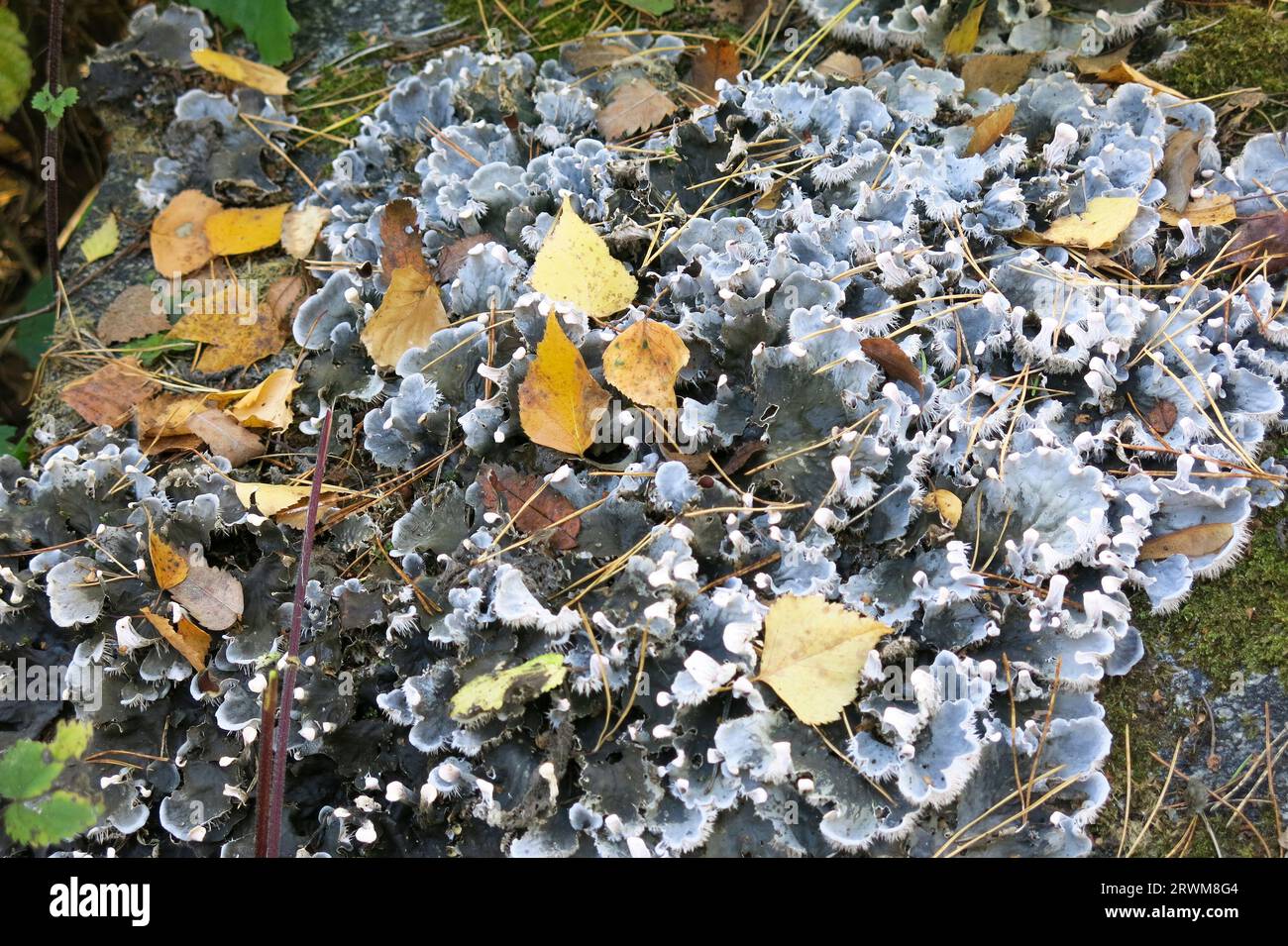PELTIGERA is a lichen of the Peltigeraceae family Stock Photo