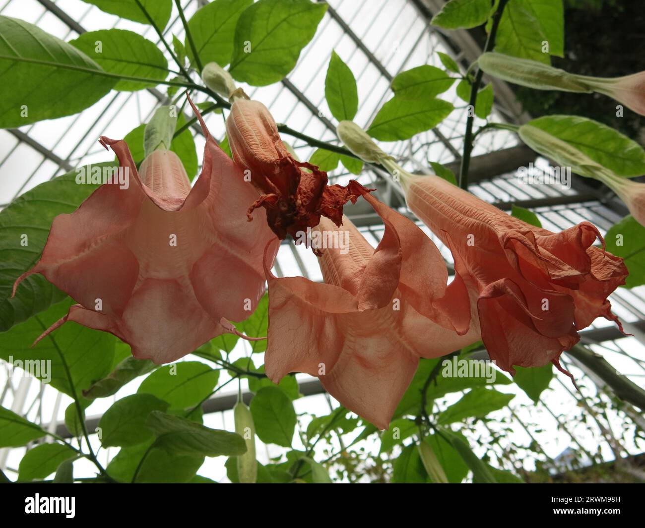 Giant, pendulous, salmon-coloured flowers of Angel's Trumpet make a striking display of exotic blooms in a tropical greenhouse or warm conservatory. Stock Photo