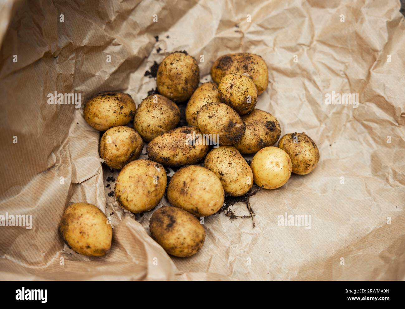 This image showcases a collection of freshly harvested, earthy potatoes resting on brown paper, emphasizing the agricultural essence of rural produce. Stock Photo