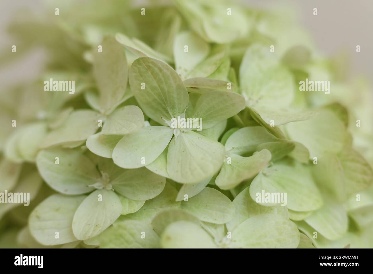 Hydrangea, hortensia flower selective focus macro Stock Photo