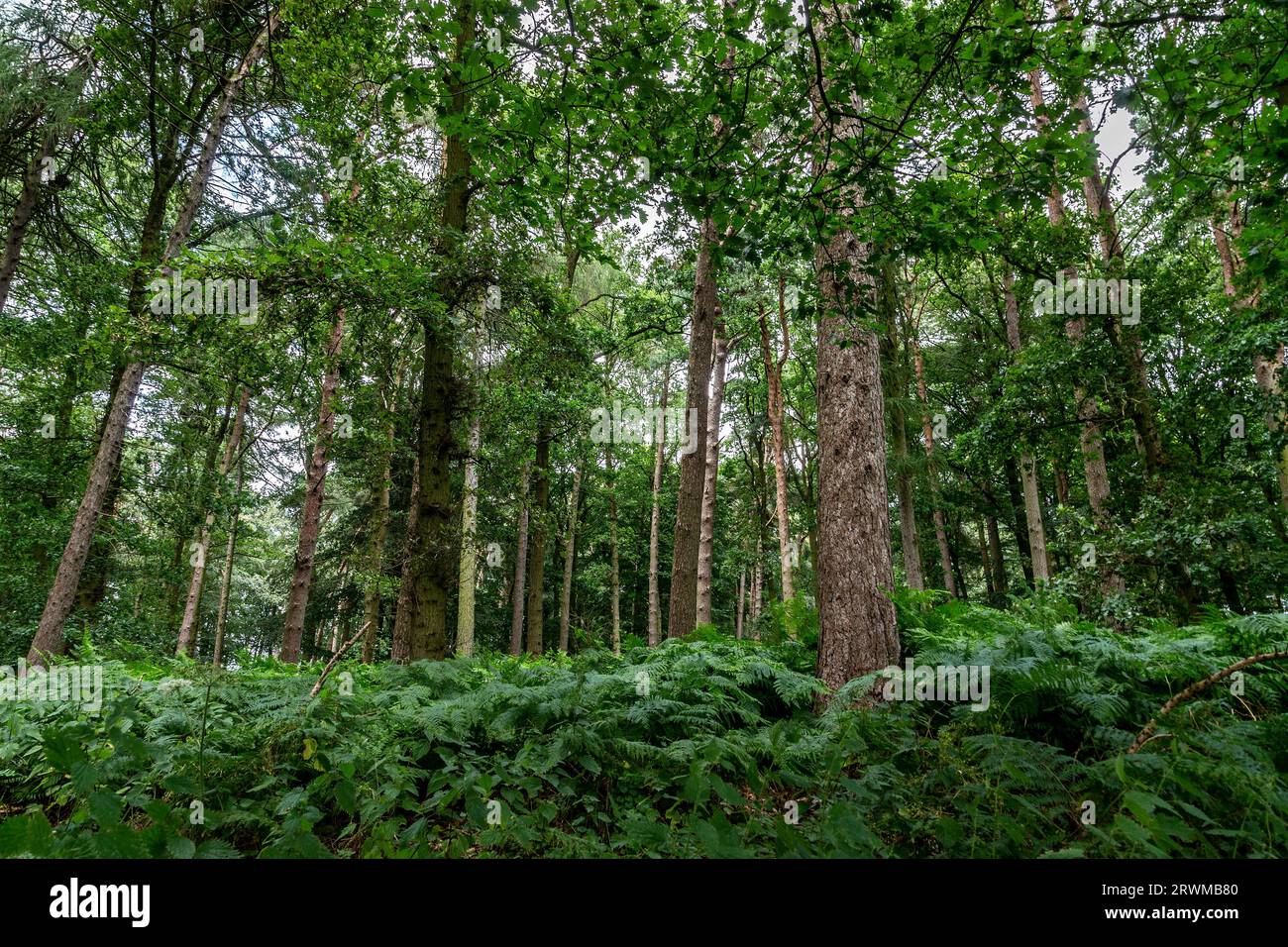 Harlestone Firs, Northampton, Northamptonshire, England, UK Stock Photo