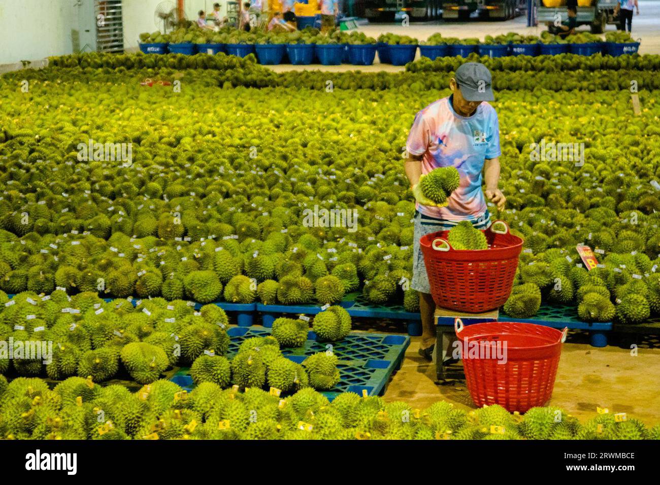 Durian Rind Processing (230920) -- DAK LAK, Sept. 20, 2023 (Xinhua) -- A staff member weighs ...
