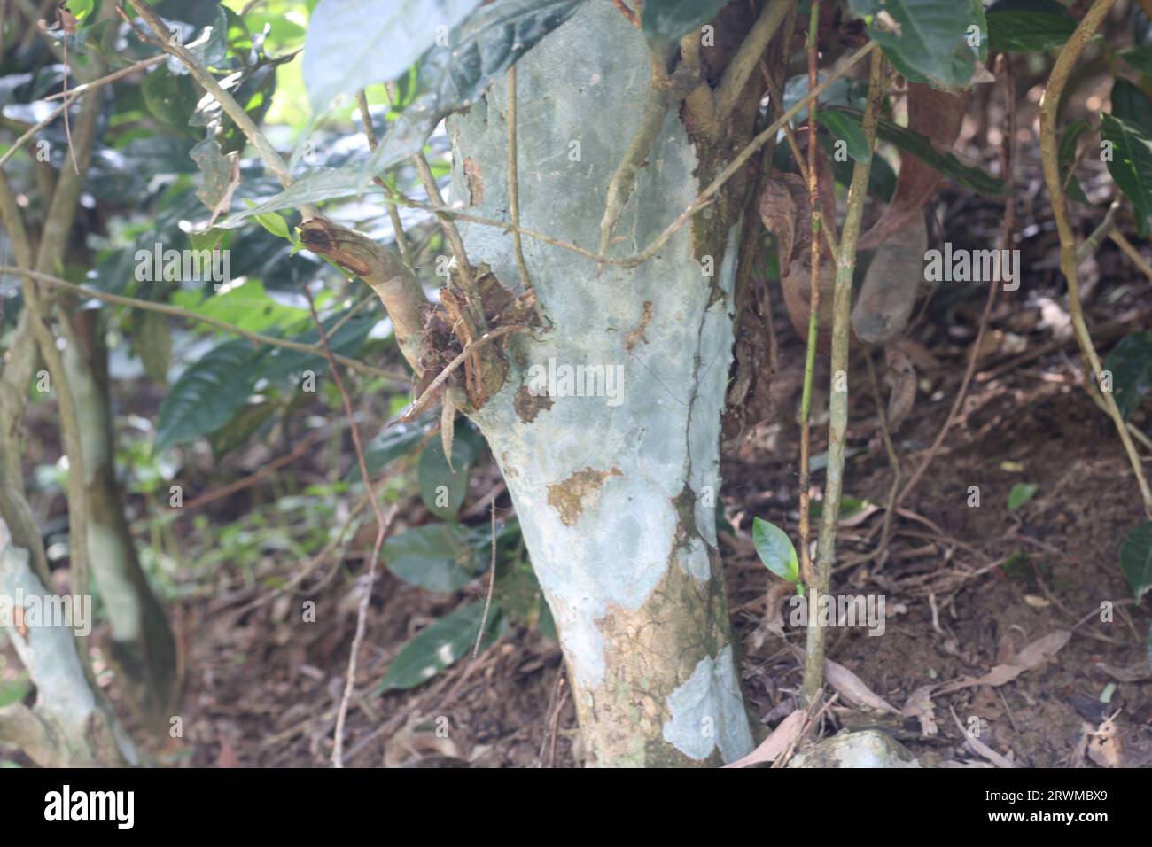 Fungus diseases of tea plants Stock Photo
