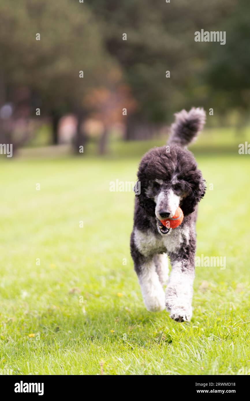 A cute poodle running joyfully on a lush green grassy field, with an orange ball in its mouth Stock Photo