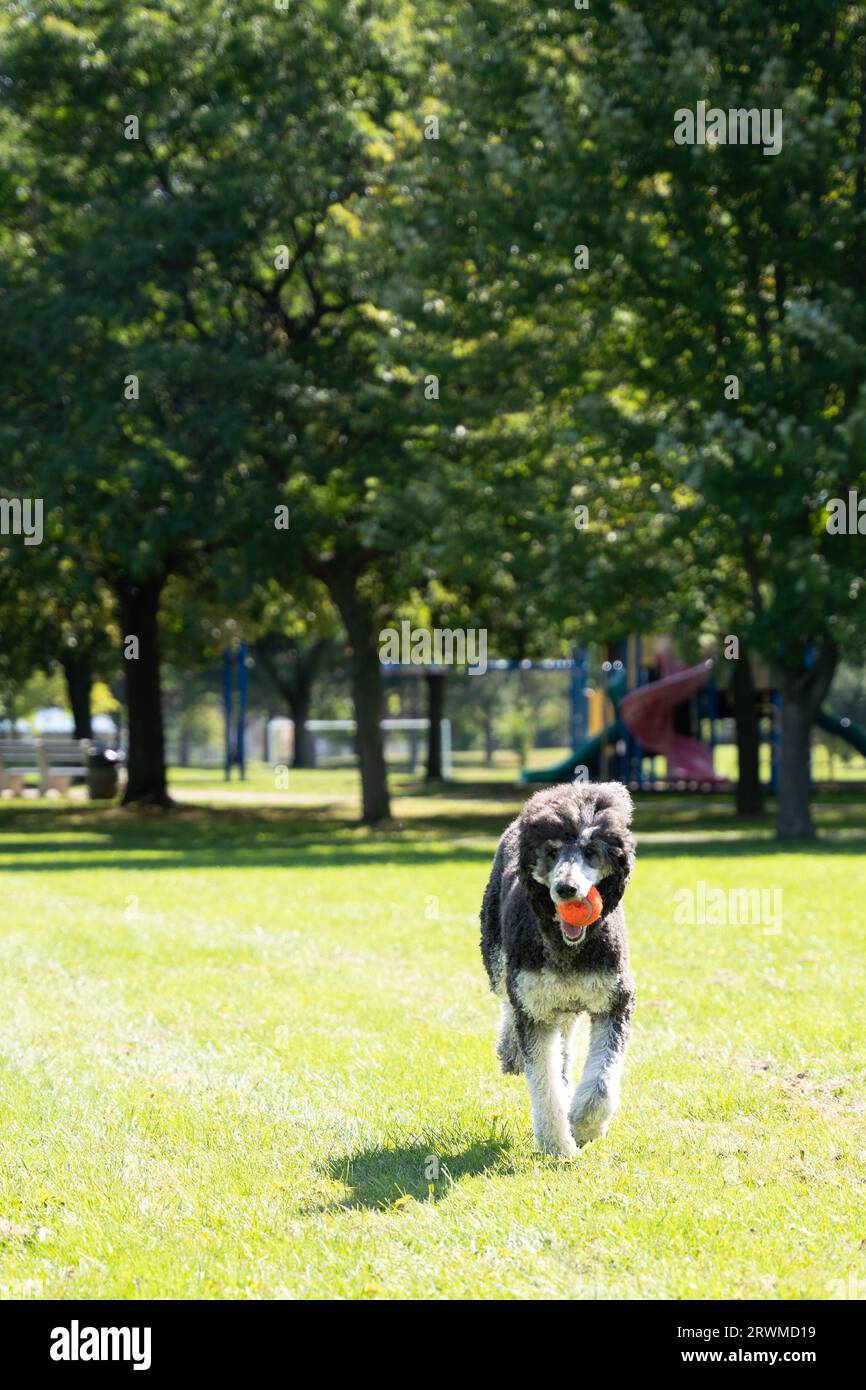 A cute poodle running joyfully on a lush green grassy field, with an orange ball in its mouth Stock Photo