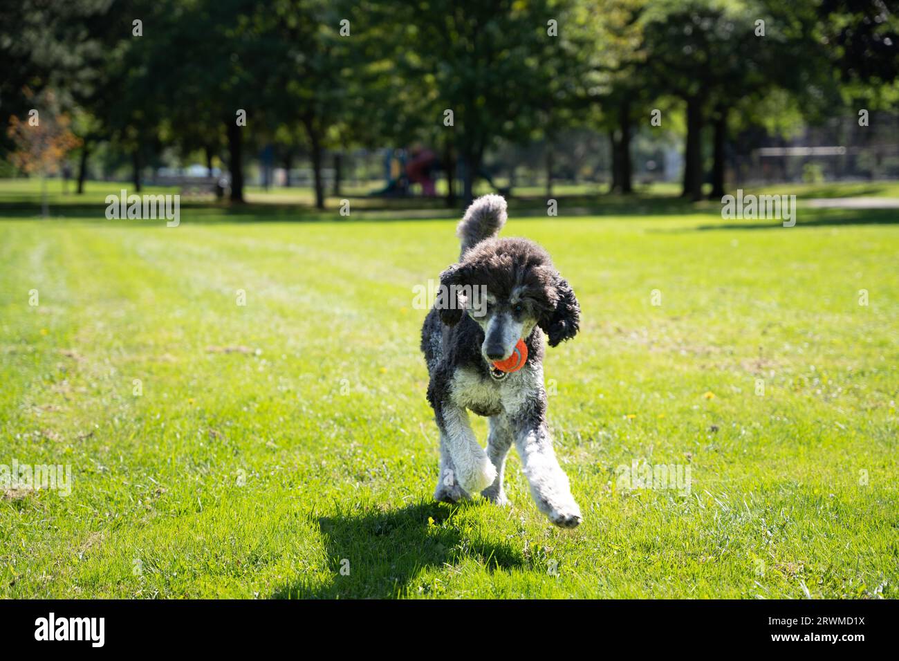 A cute poodle running joyfully on a lush green grassy field, with an orange ball in its mouth Stock Photo