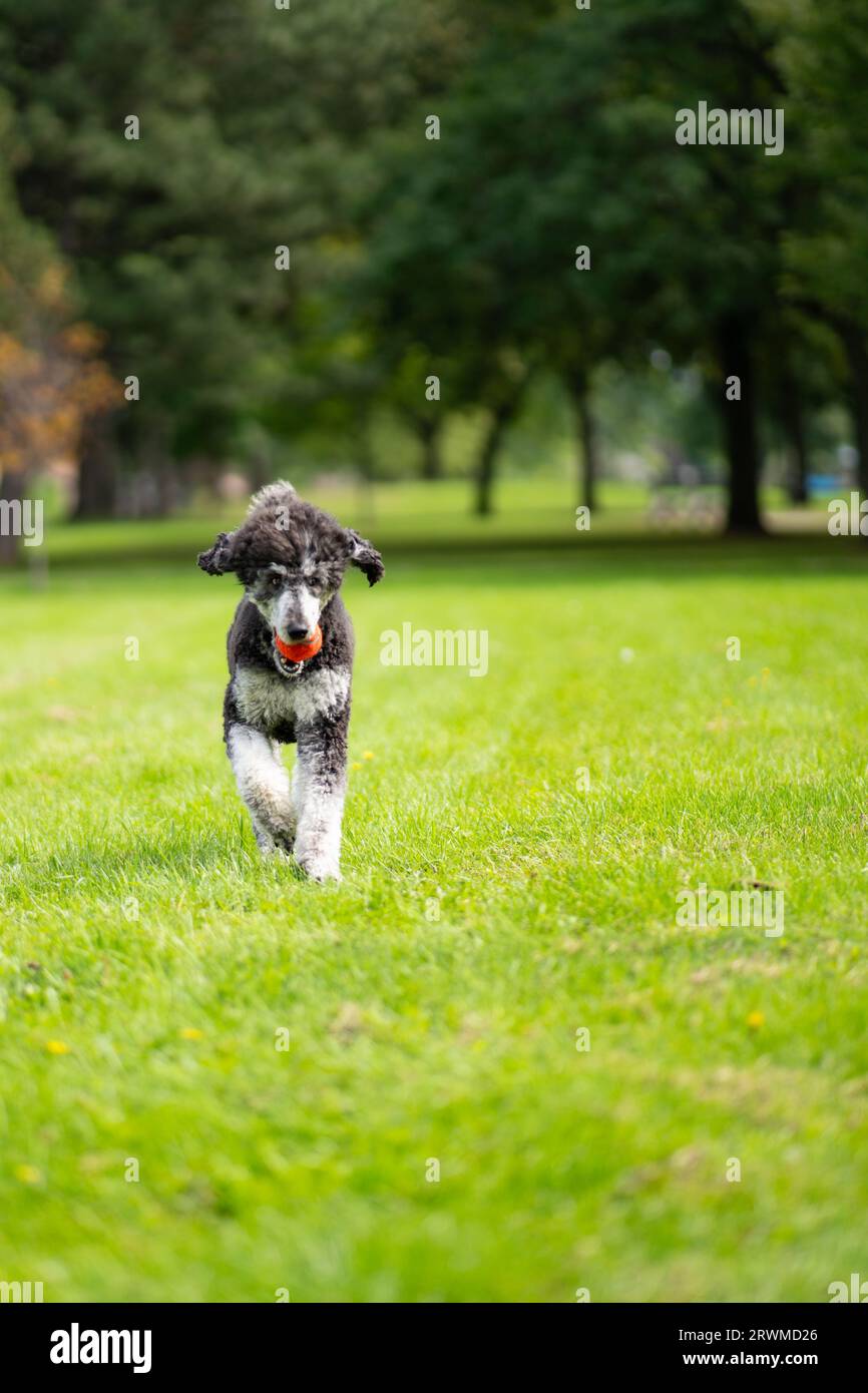 A cute poodle running joyfully on a lush green grassy field, with an orange ball in its mouth Stock Photo