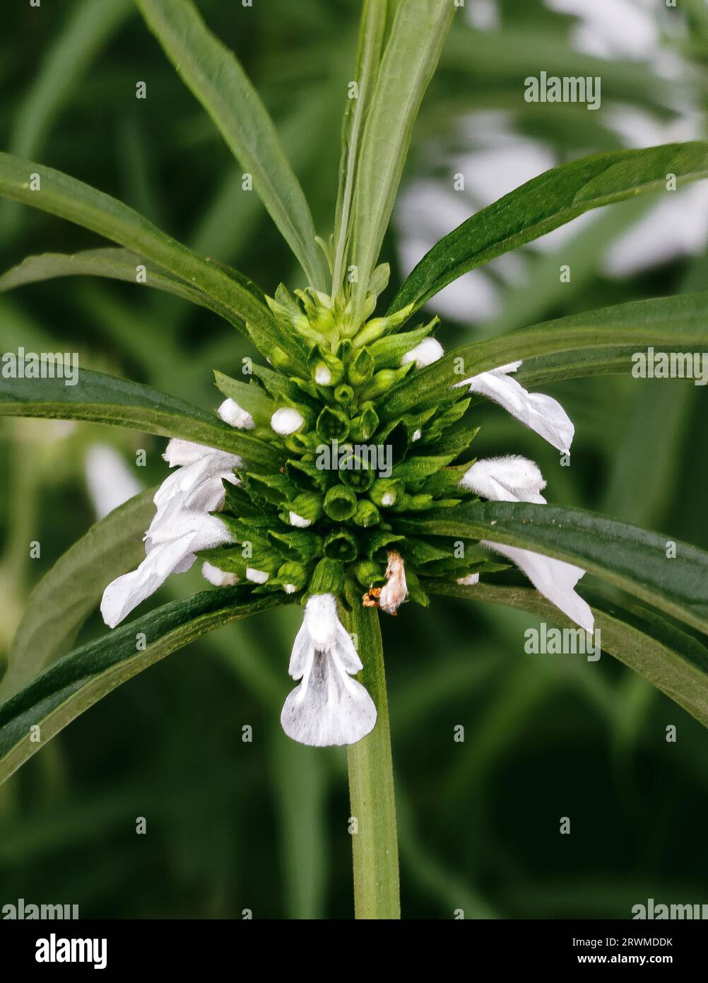 A close-up of a THUNMBA live plant (Leucas zeylanica), with lush green leaves and white flowers Stock Photo
