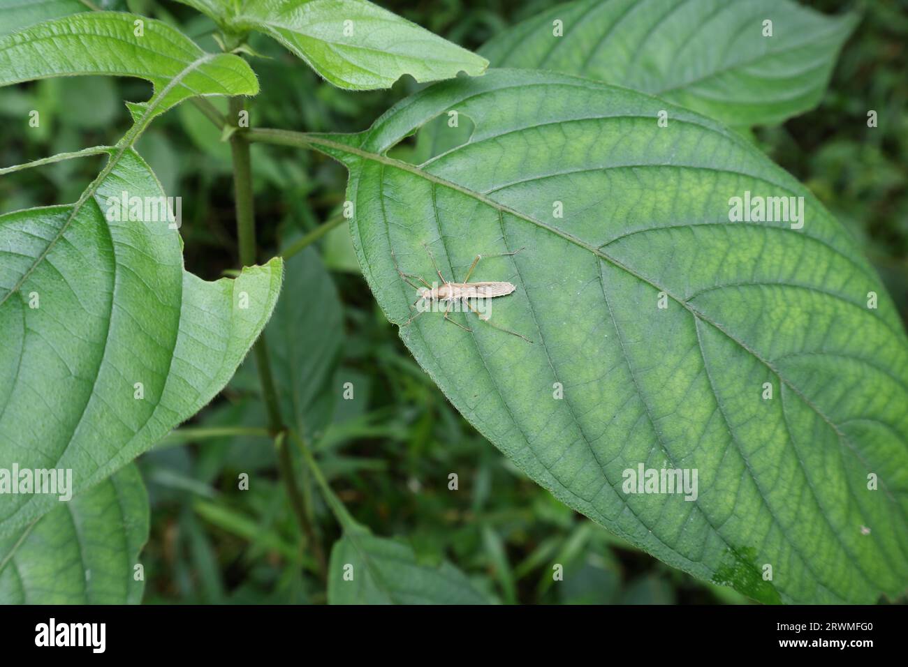 High angle view of a broad headed bug insect sits on the surface of a leaf of a wild Mussaenda plant Stock Photo