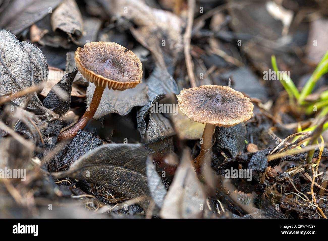 Snapping Bonnet Snapping bonnet hi-res stock photography and images - Alamy