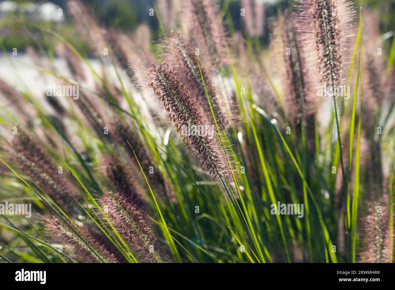 The beautiful red flower spikes of Pennisetum alopecuroides 'Redhead', also known as Fountain grass. Stock Photo