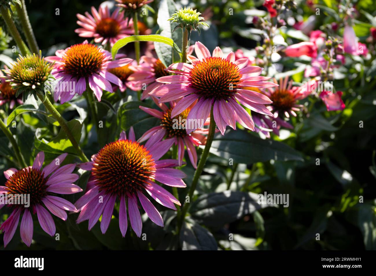 Close up image of the lovely pink-orange flowers of Echinacea 'Mooodz Satisfy'. It is a popular garden plant and good for attracting pollinating insec Stock Photo
