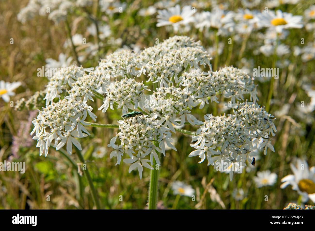Hogweed or common hogweed (Heracleum sphondylium), Apiaceae, white flowering umbel attractive to many pollinators in gardens and hedgerows, Berkshire, Stock Photo