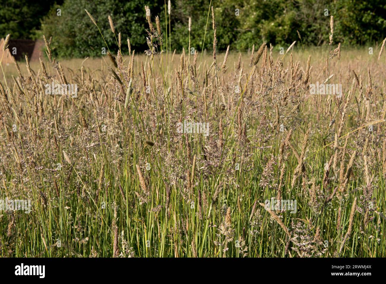 Flowering and seeding grasses in an old established pasture of mixed natural grasses, yorkshire fog, meadow foxtail, meadow-grass, in mid summer, Berk Stock Photo