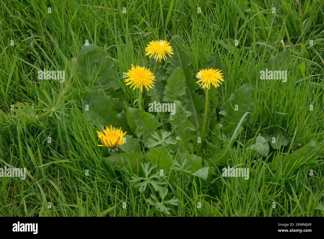 A dandelion (Taraxacum officinale) weed plant with rosette of toothed leaves and yellow composite flowers growing in pasture, grass, Berkshire, May Stock Photo