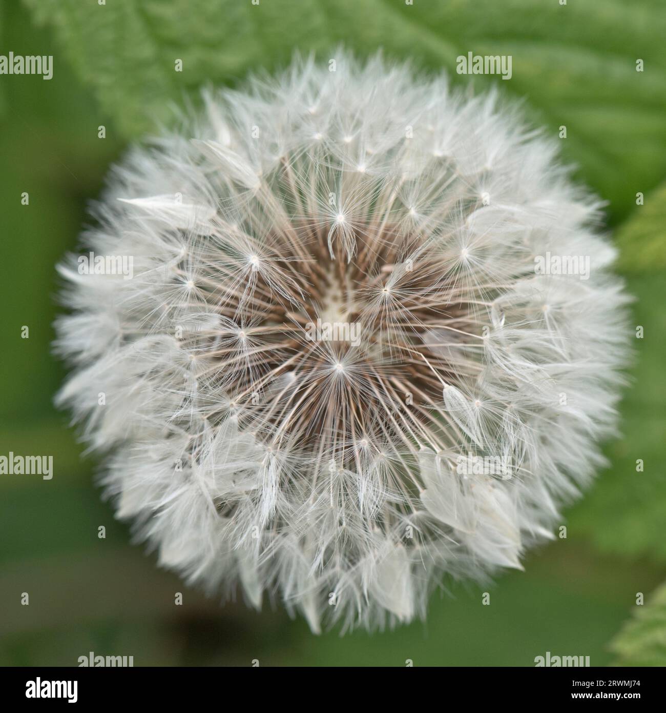 Seed head 'clock' of a dandelion (Taraxacum officinale) white pappi terminating in fruits or capsulae distributed by wind, Berkshire, May Stock Photo