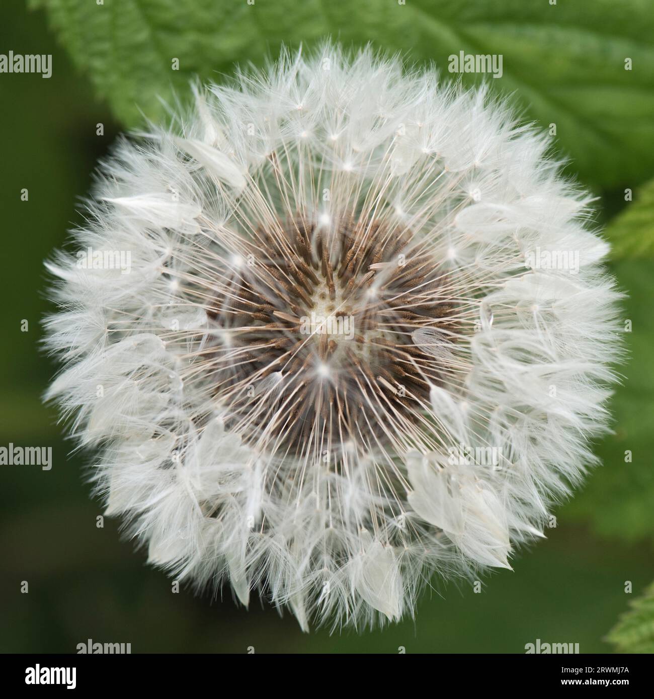 Seed head 'clock' of a dandelion (Taraxacum officinale) white pappi terminating in fruits or capsulae distributed by wind, Berkshire, May Stock Photo