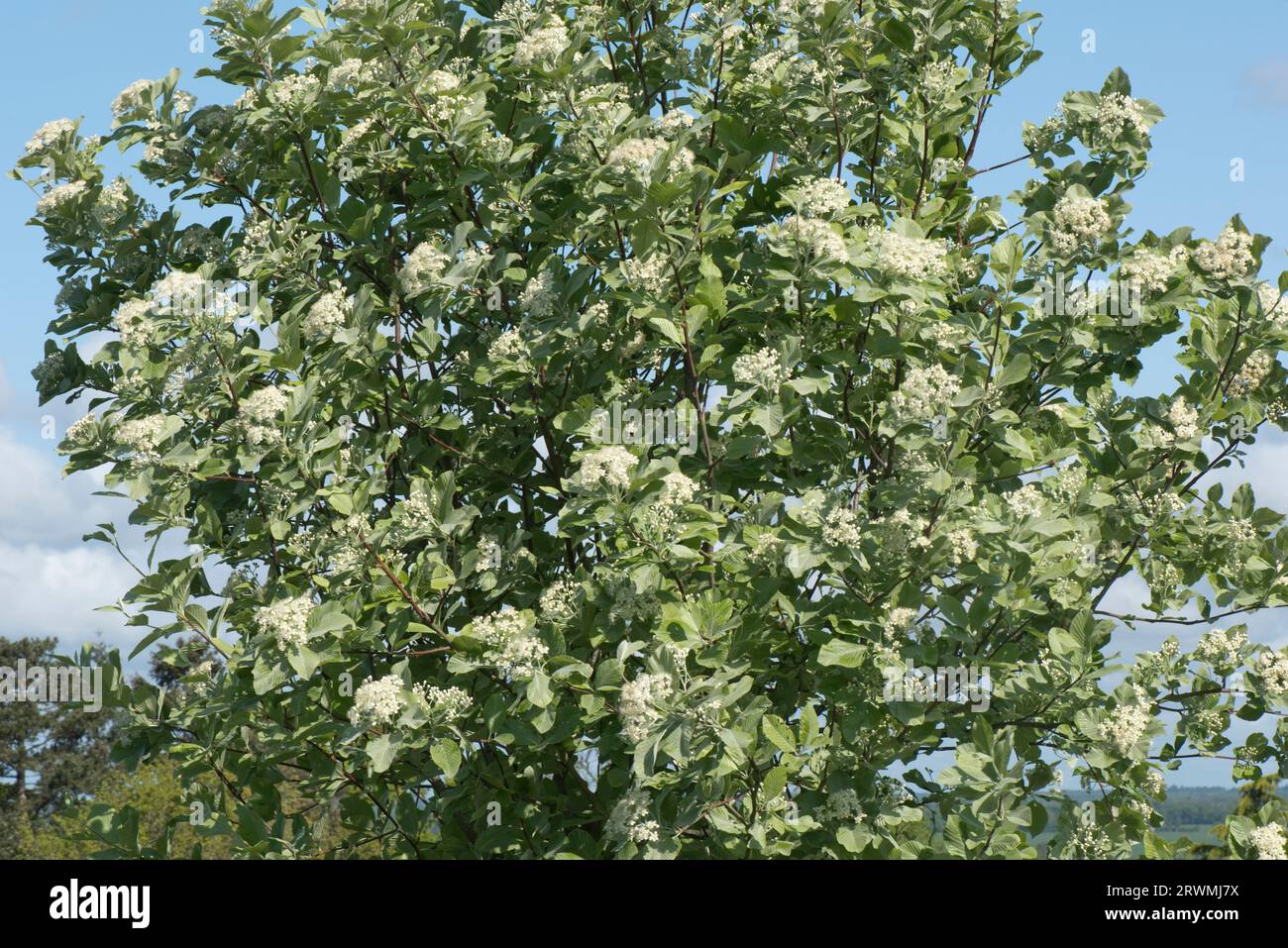 Whitebeam (Sorbus aria) tree with clusters of white flowers among young glaucous hairy leaves in spring, Berkshire, May Stock Photo