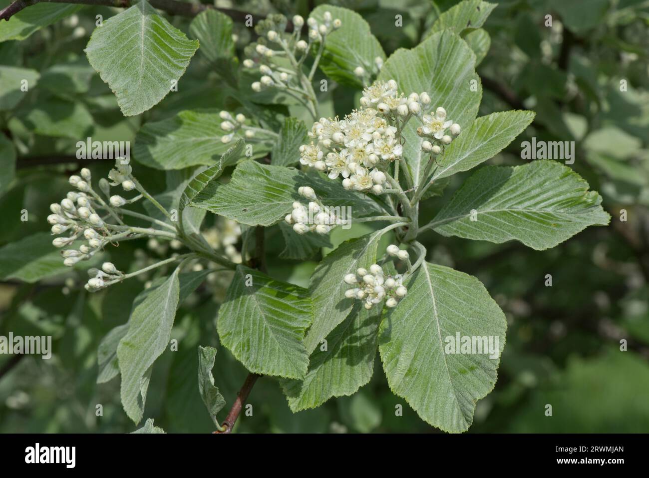 Whitebeam (Sorbus aria) white flower cluster among young glaucous hairy felty leaves in spring, Berkshire, May Stock Photo