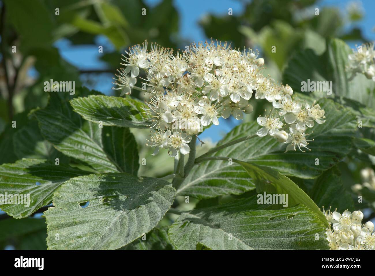 Whitebeam (Sorbus aria) white flower cluster among young glaucous hairy felty leaves in spring, Berkshire, May Stock Photo