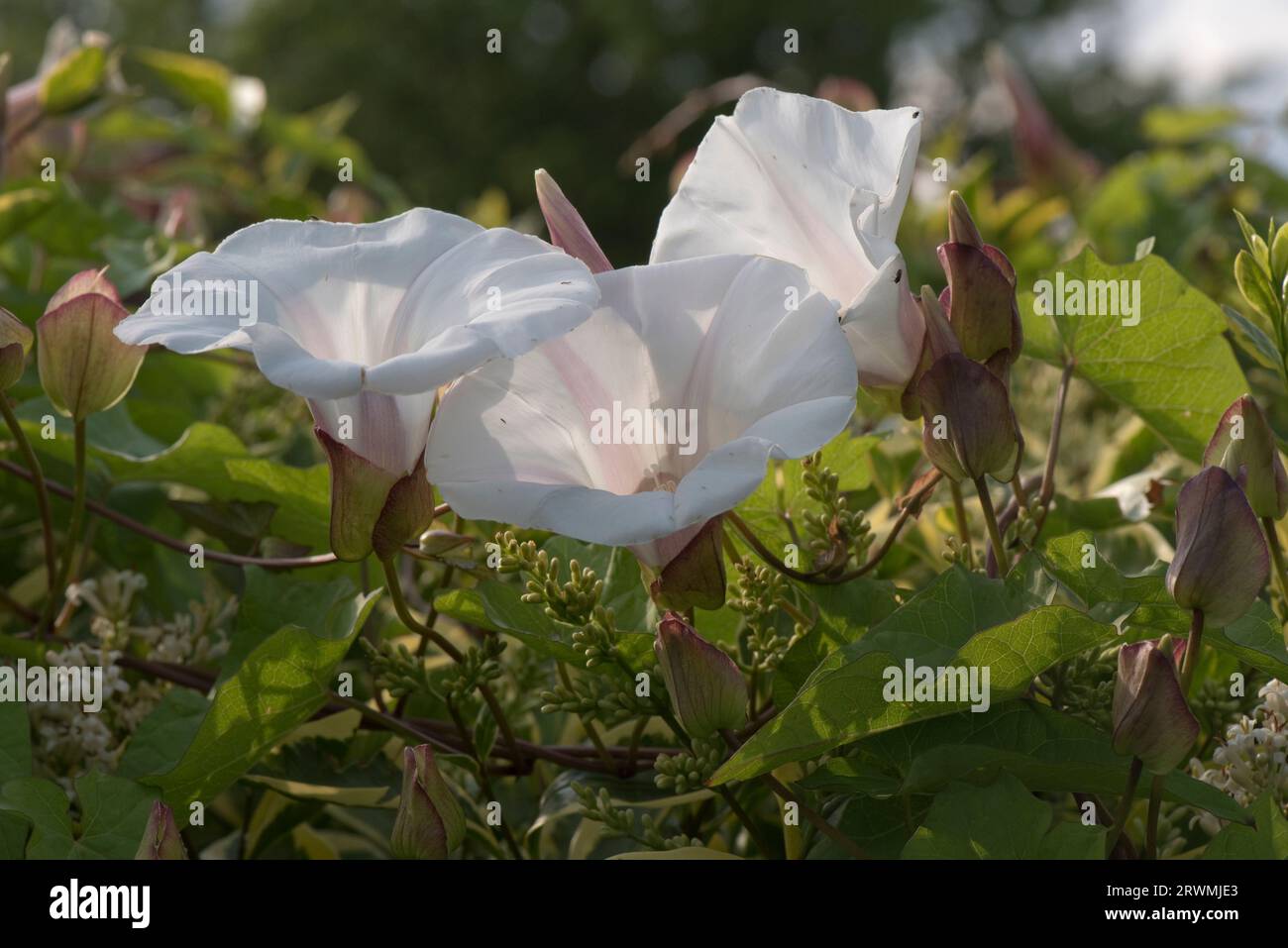Hedge bindweed or granny-pop-out-of-bed (Calystegia sepium) flowering on a spiralling stem in a garden hedge of privet, Berkshire, June Stock Photo