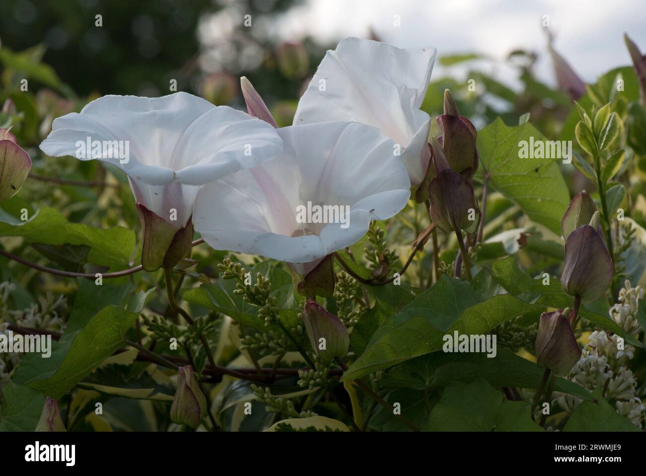 Hedge bindweed or granny-pop-out-of-bed (Calystegia sepium) flowering on a spiralling stem in a garden hedge of privet, Berkshire, June Stock Photo