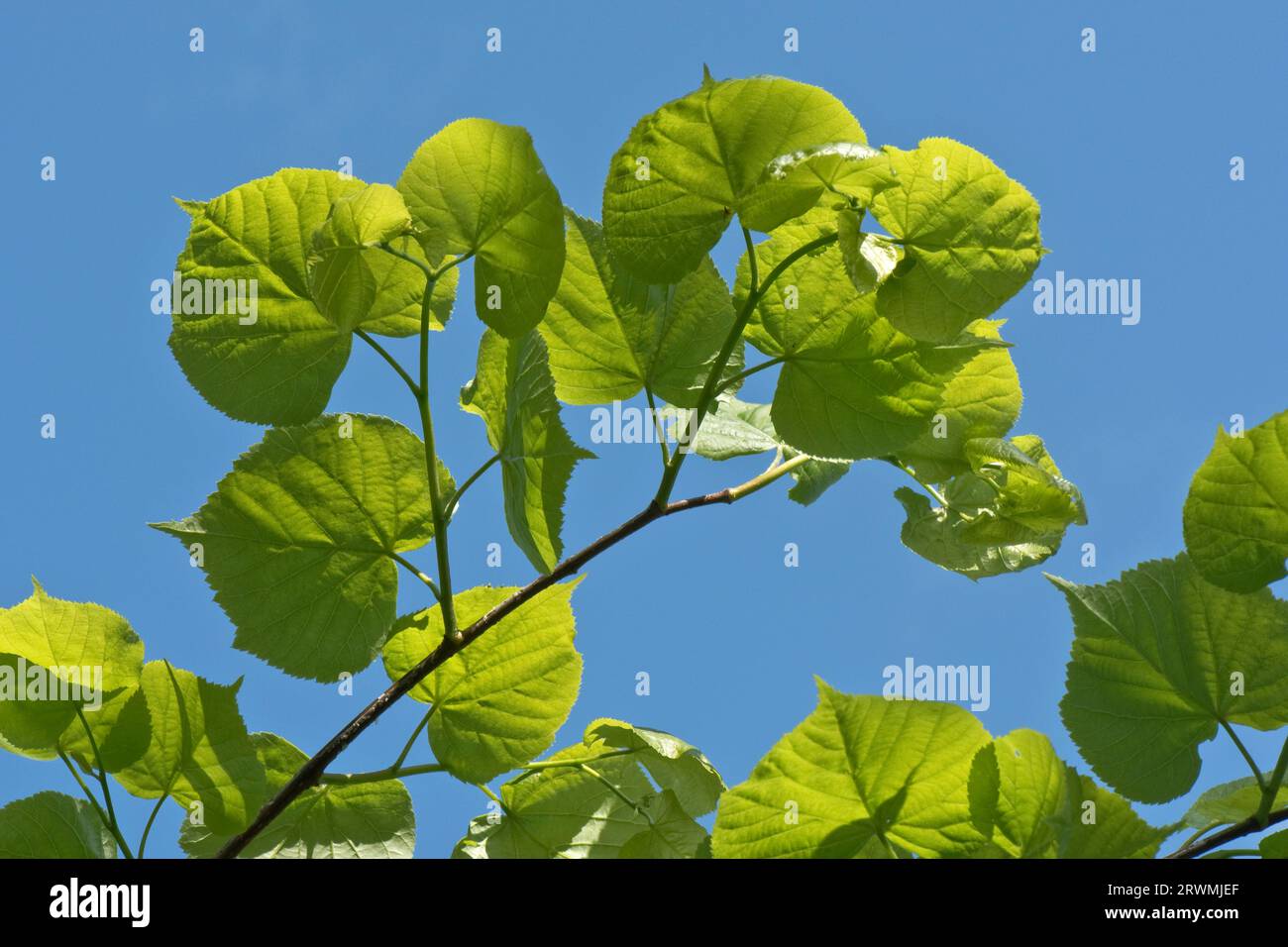 Small-leaved lime or linden (Tilia cordata) fresh green tree leaves against a blue sky and backlit by sunlight on a fine spring day, Berkshire, May Stock Photo