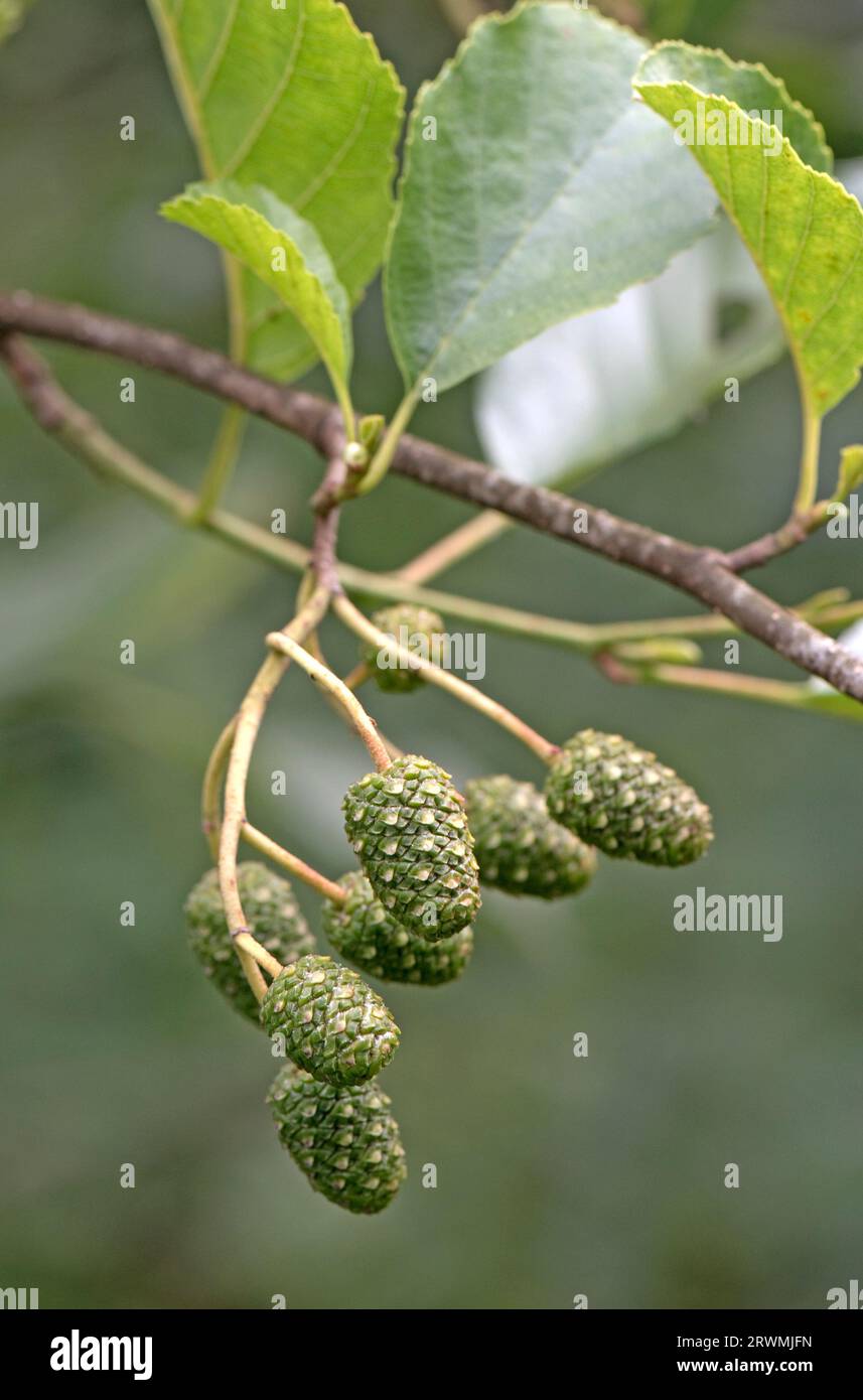 Alder (Alnus glutinosa) cone-like female fruits, green, in summer, but hardening to release seeds in the spring, Berkshire, July Stock Photo