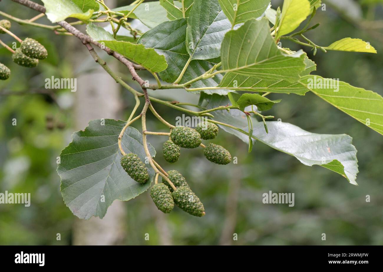 Alder (Alnus glutinosa) cone-like female fruits, green, in summer, but hardening to release seeds in the spring, Berkshire, July Stock Photo