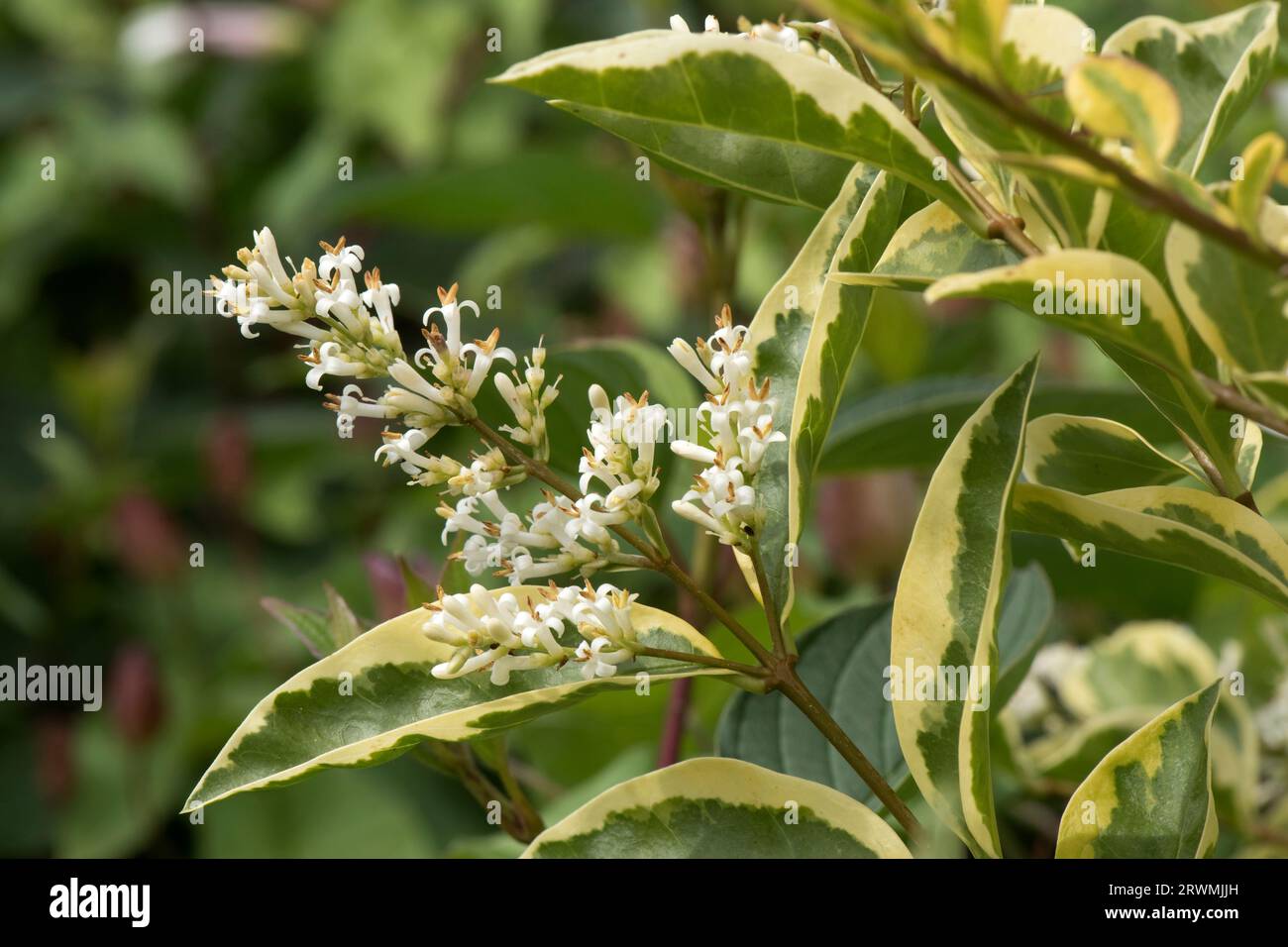 Variegated Japanese Or Wax leaved Privet Ligustrum Japonicum 