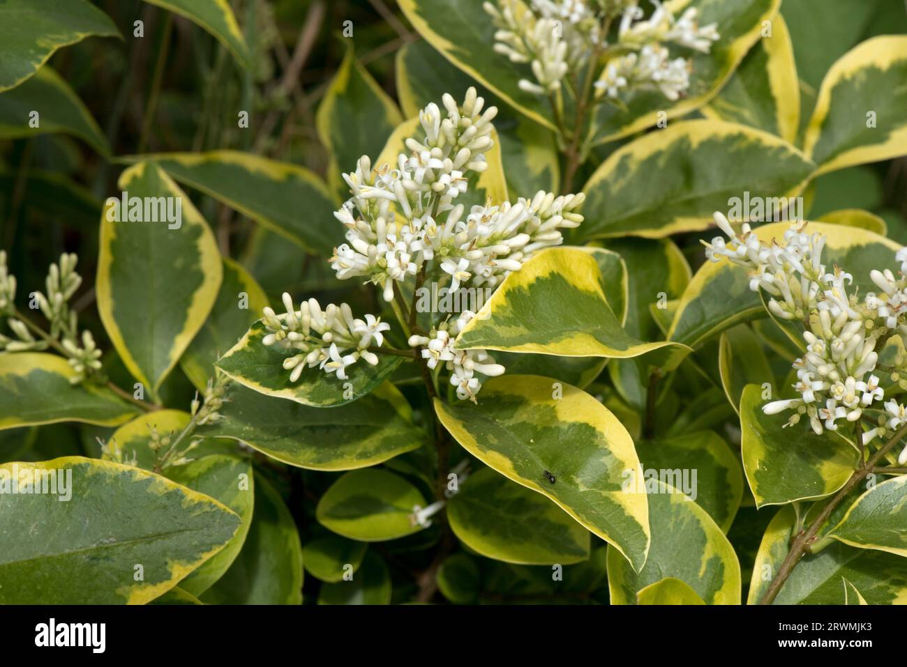 Variegated Japanese or wax-leaved privet (Ligustrum japonicum variegatum) with white scented flowers and yellow/green leaves in a garden hedge, Berksh Stock Photo