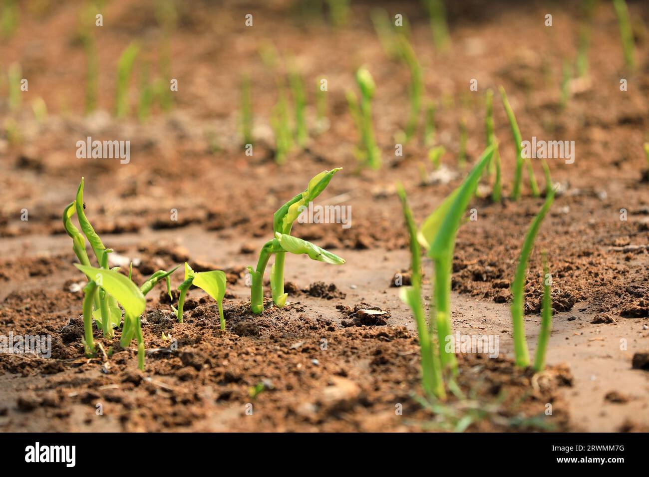 Hosta plantaginea Aschers shoots out of the ground in the park, North China Stock Photo