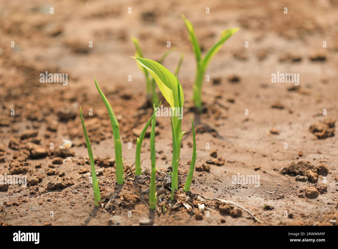 Hosta plantaginea Aschers shoots out of the ground in the park, North China Stock Photo