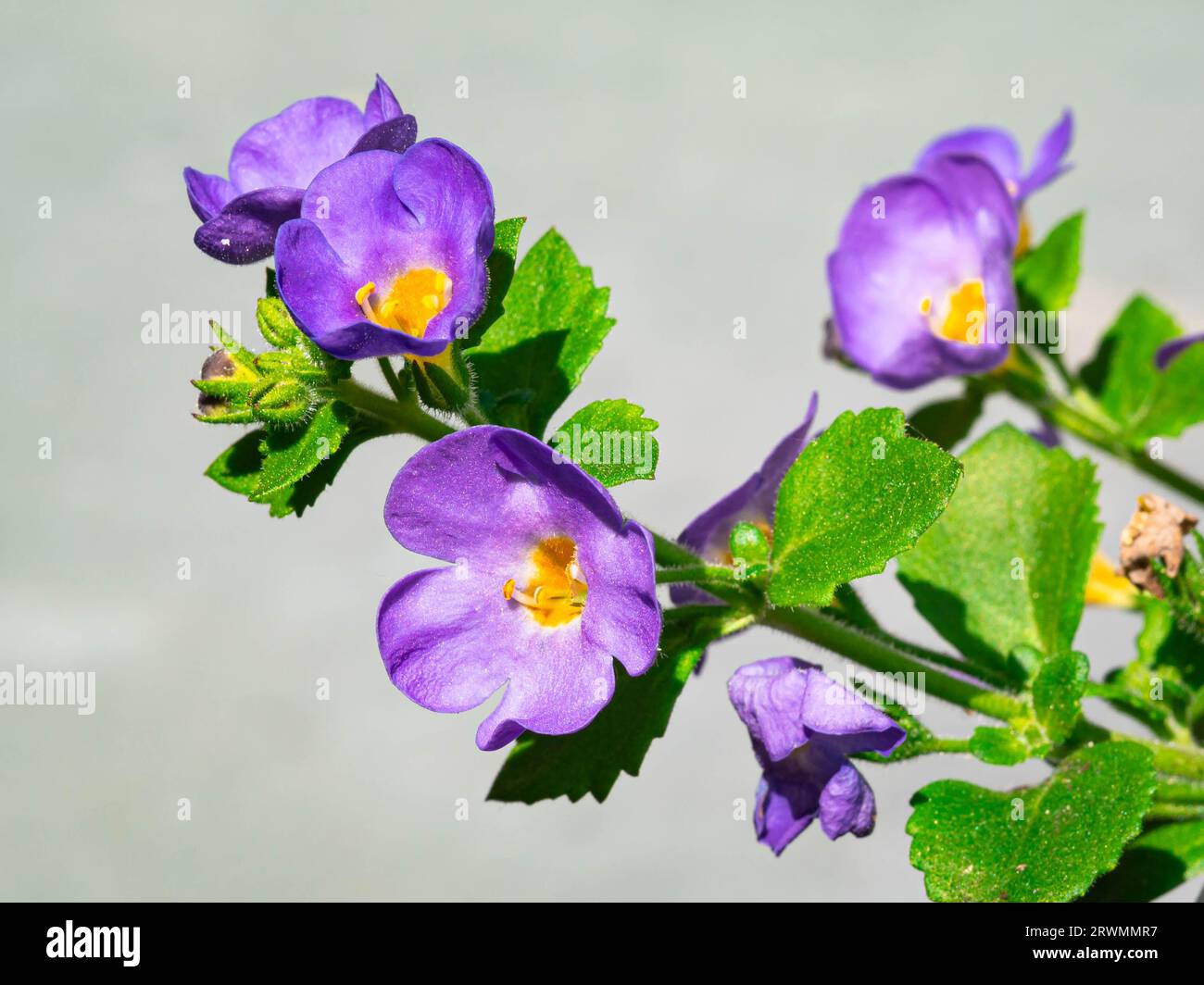 Detailed shot of purple-colored bacopa flowers (Sutera cordata) Stock Photo