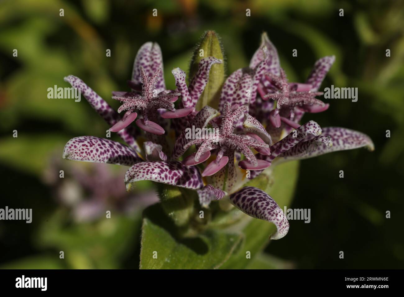 a close up of Tricyrtis hirta, the toad lily or hairy toad lily covered in drops of water Stock Photo