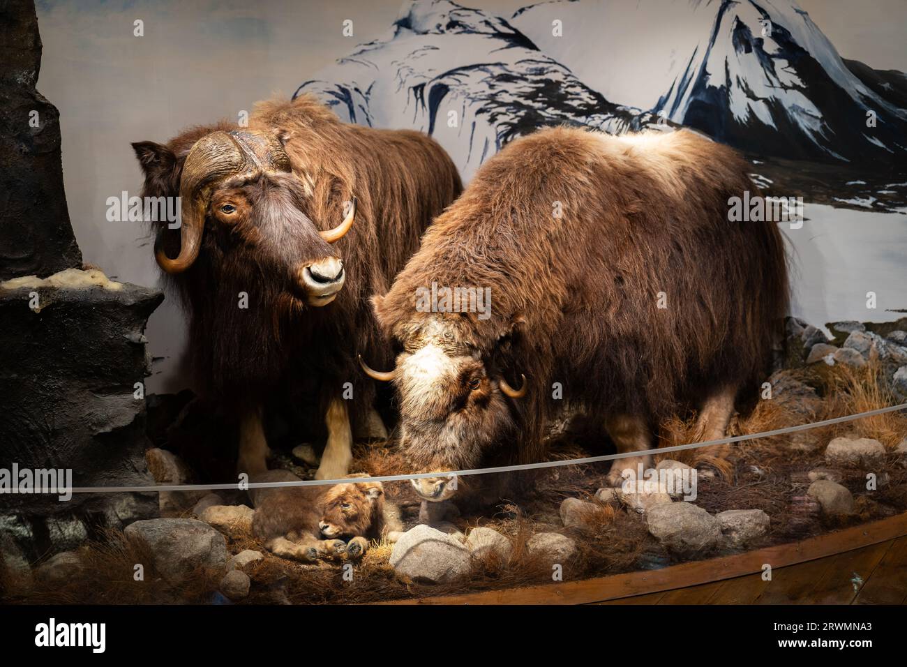 20.9.2023 Tromso, Norway: The Polar museum  Stock Photo