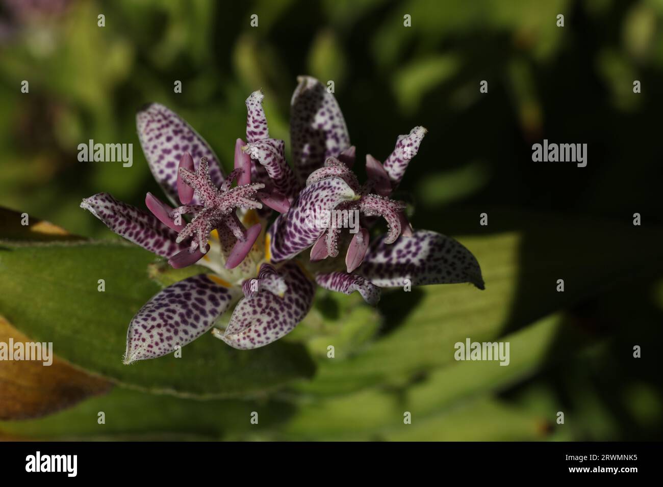 a close up of Tricyrtis hirta, the toad lily or hairy toad lily covered in drops of water Stock Photo