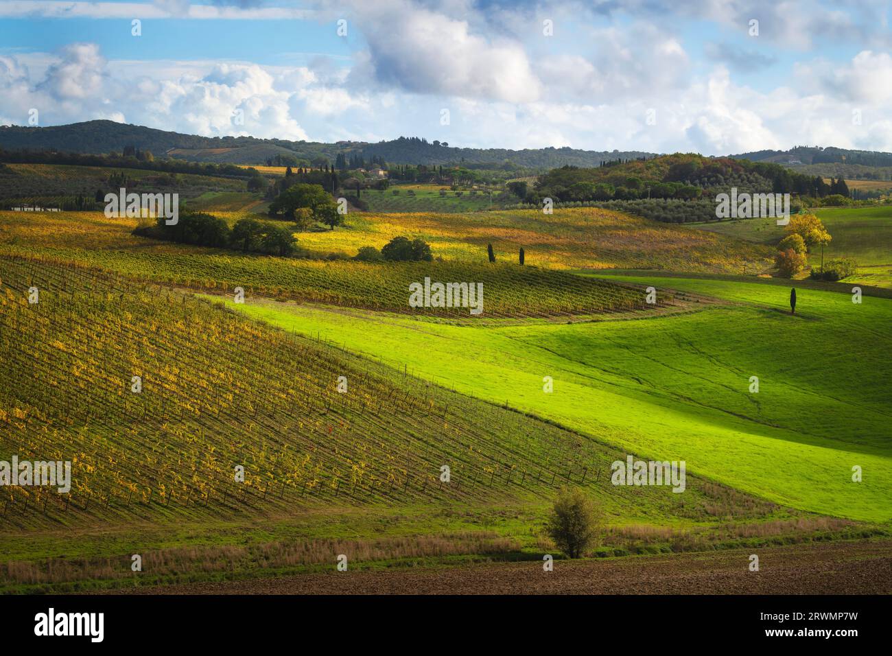 Autumn in Tuscany, fields, trees and vineyards. Landscape in Castellina in Chianti, Italy, Europe. Stock Photo