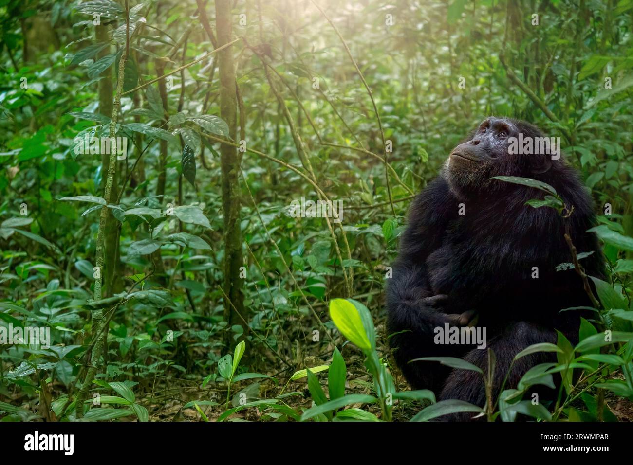 A chimpanzee (Pan troglodytes) sitting on the ground amid the dense forest of Kibale National Park in Uganda, looking up at offscreen chimps in trees. Stock Photo