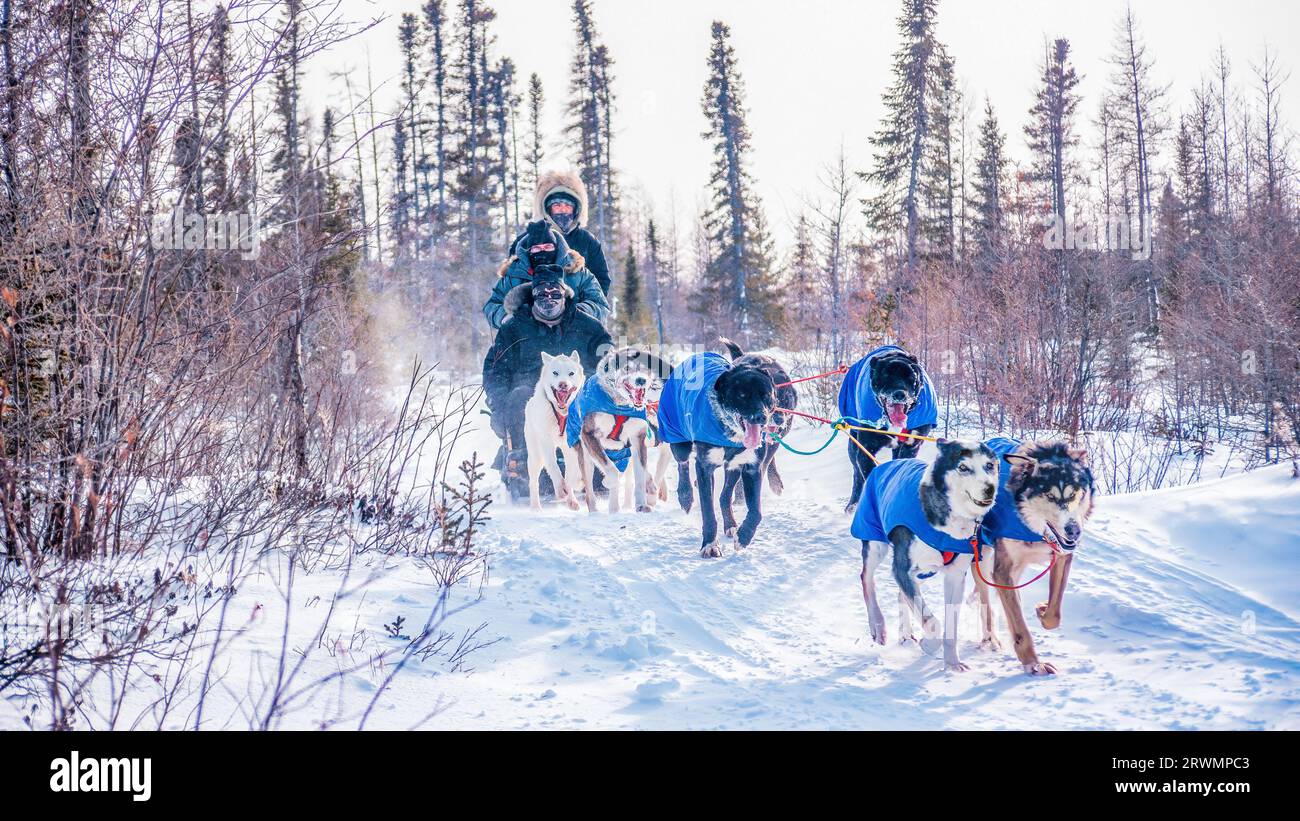 Churchill, Canada - February 26, 2014. A dog musher and two tourists being pulled by a team of eight sled dogs on a snowy trail in a boreal forest. Stock Photo