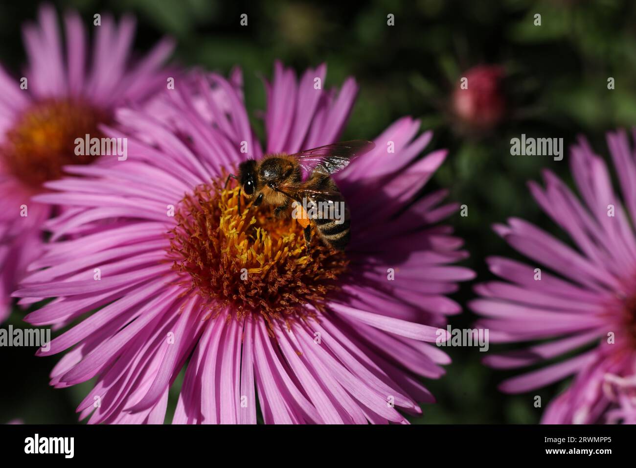 a close up of a honey bee on a pink aster flower in the garden Stock Photo
