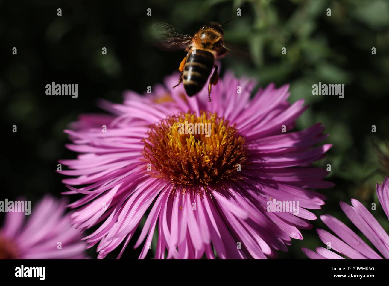 a close up of a honey bee on a pink aster flower in the garden Stock Photo