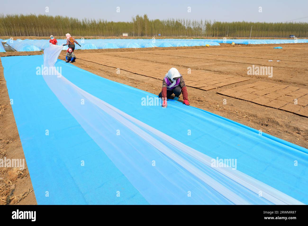 LUANNAN COUNTY, China - April 14, 2022: Farmers cover the water supply rice seedling tray with non-woven fabric and plastic film to maintain temperatu Stock Photo