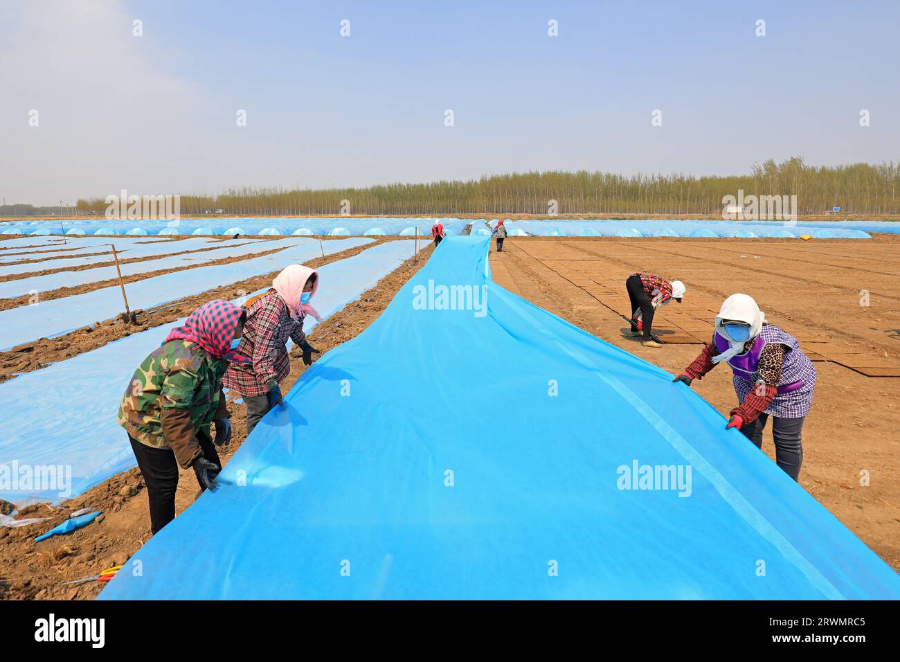 LUANNAN COUNTY, China - April 14, 2022: Farmers cover the water supply rice seedling tray with non-woven fabric and plastic film to maintain temperatu Stock Photo