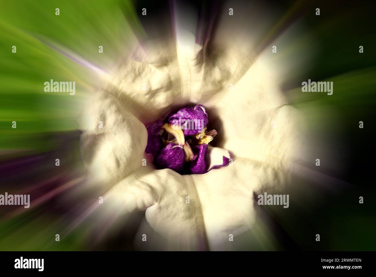thorn apple with violet and white flower, blurred with sharp center Stock Photo