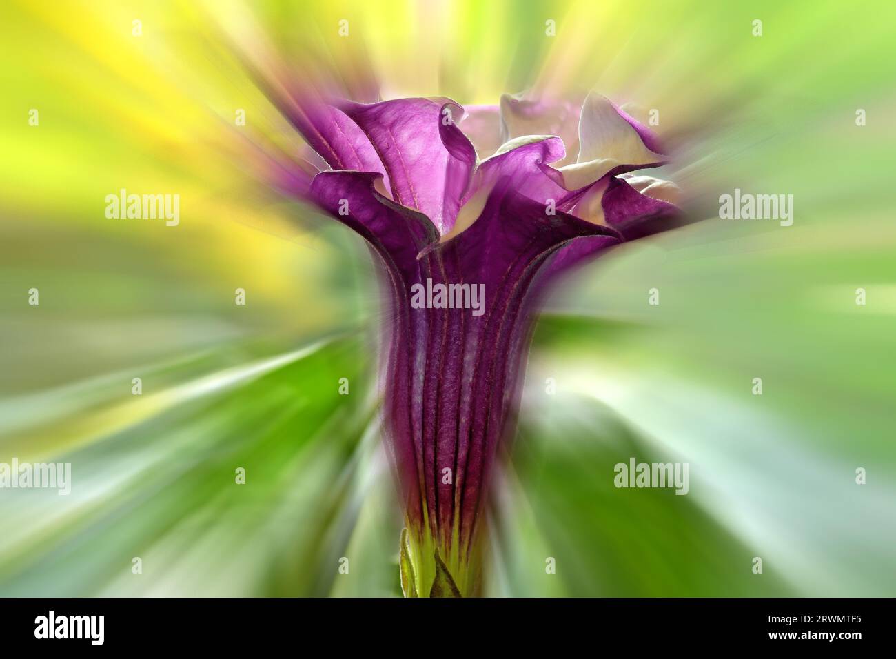 thorn apple with violet and white flower, blurred with sharp center Stock Photo