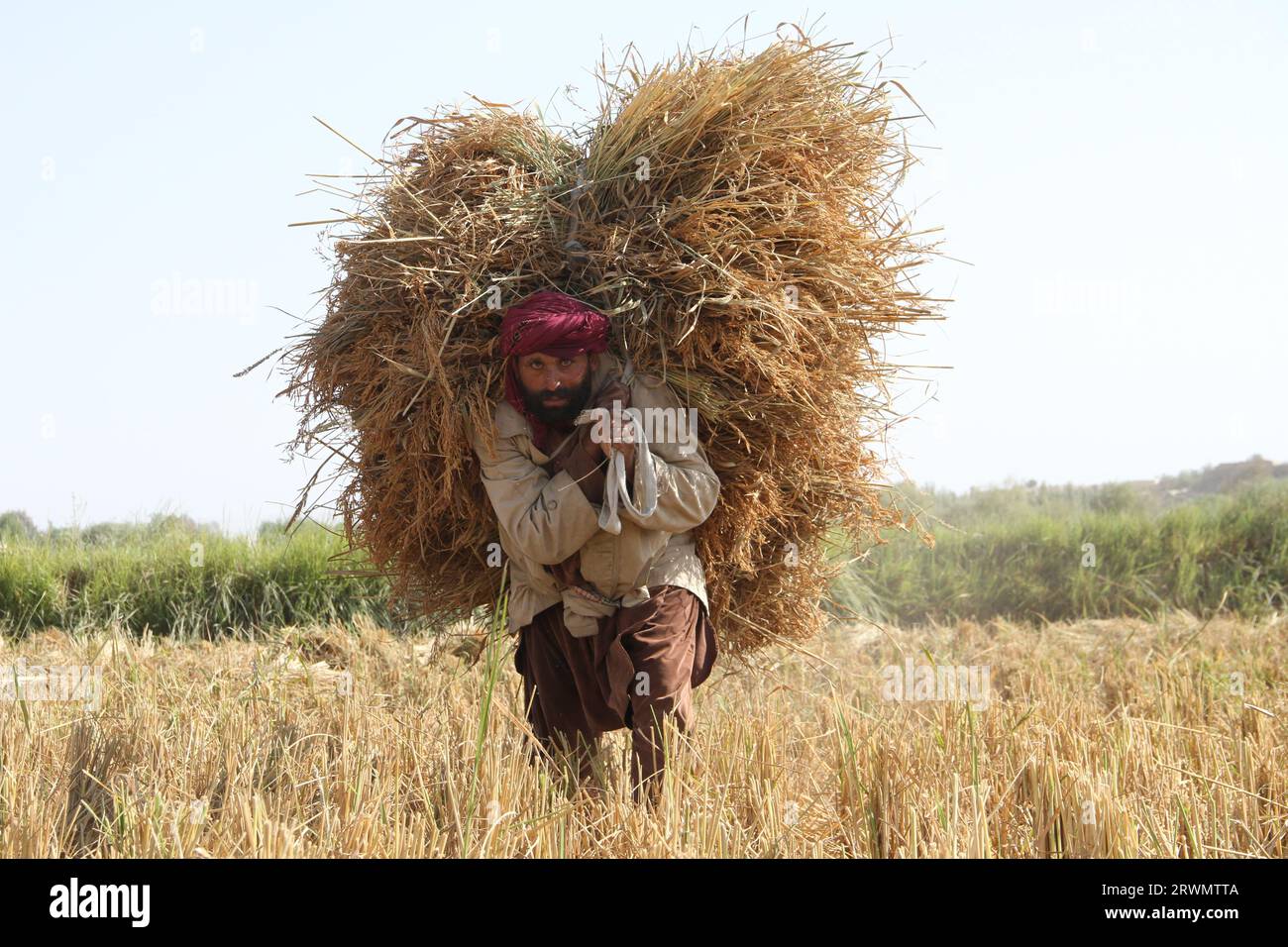 Kunduz, Afghanistan. 20th Sep, 2023. A farmer carries newly-harvested rice  in Kunduz province, Afghanistan, Sept. 20, 2023. Credit:  Ahmadi/Xinhua/Alamy Live News Stock Photo - Alamy