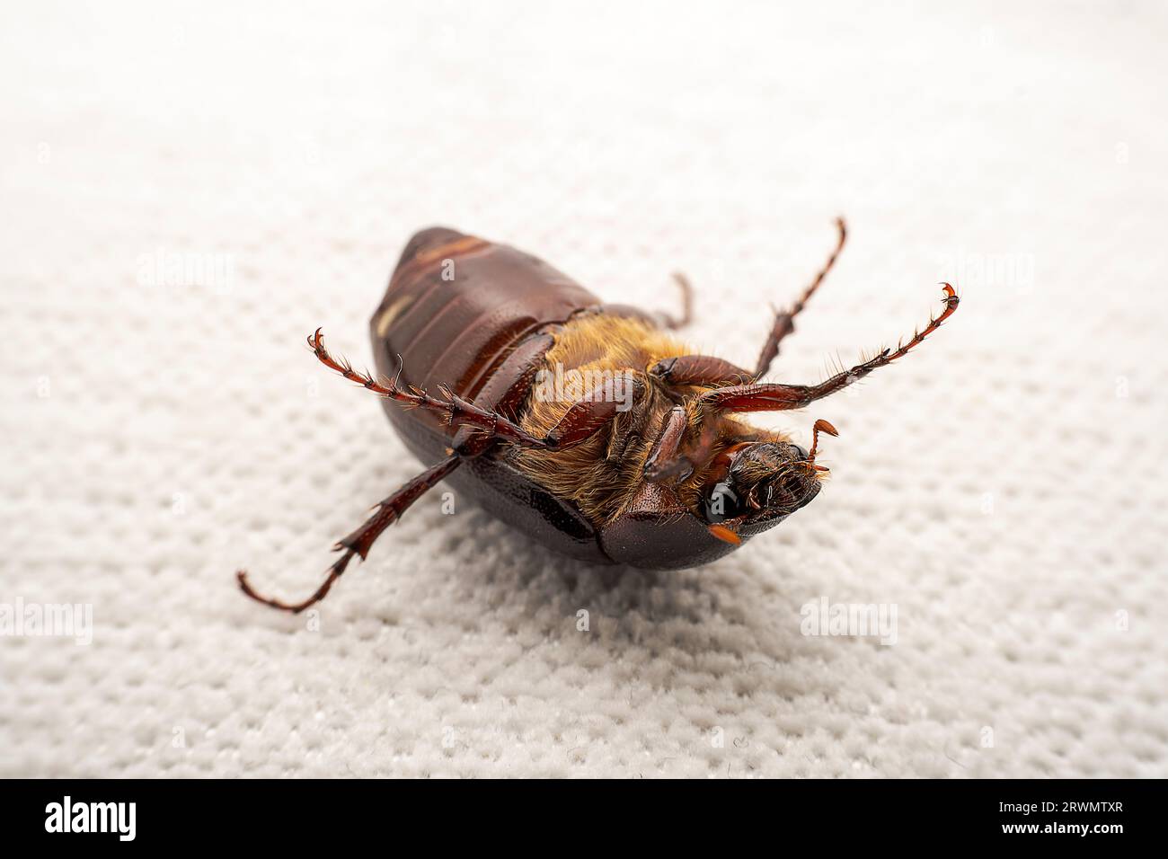 Coleoptera insect -- Scarab, North China Stock Photo