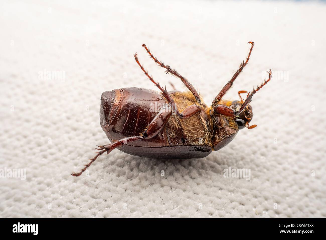 Coleoptera insect -- Scarab, North China Stock Photo
